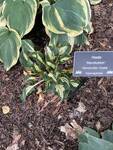 Plant name: Revolution Hosta Hosta  cv. Revolution